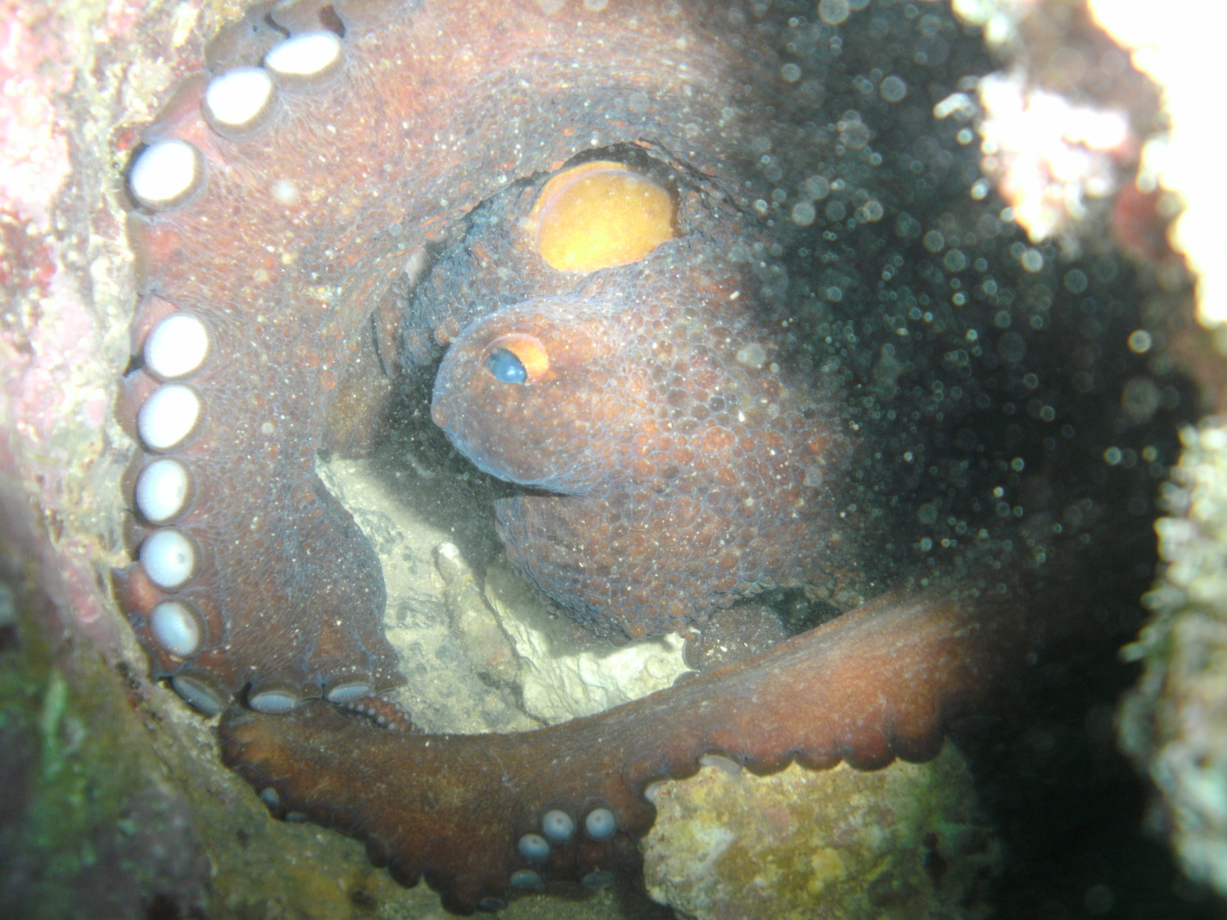 Pulpo común escondido en una oquedad submarina